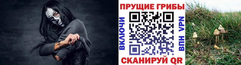 Галлюциногенные грибы Psilocybine cubensis купить Опочка